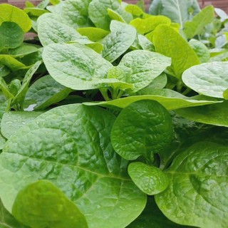 HẠT GIỐNG MỒNG TƠI LÁ TO CAO SẢN – TƯƠI NGON, DỄ TRỒNG lá to, xanh mướt, năng suất vượt trội