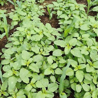Hạt Giống Rau Dền Cơm – Dễ Trồng, Trồng Thùng Xốp Ban Công