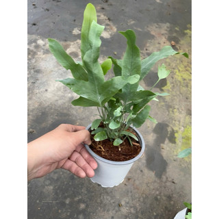 Chậu dương xỉ lá bạc - Vừa trang tri, vừa cắt cành cắm hoa