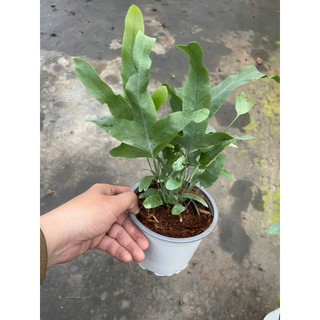 Chậu dương xỉ lá bạc - Vừa trang tri, vừa cắt cành cắm hoa