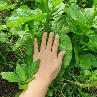 HẠT GIỐNG MỒNG TƠI LÁ TO CAO SẢN – TƯƠI NGON, DỄ TRỒNG lá to, xanh mướt, năng suất vượt trội