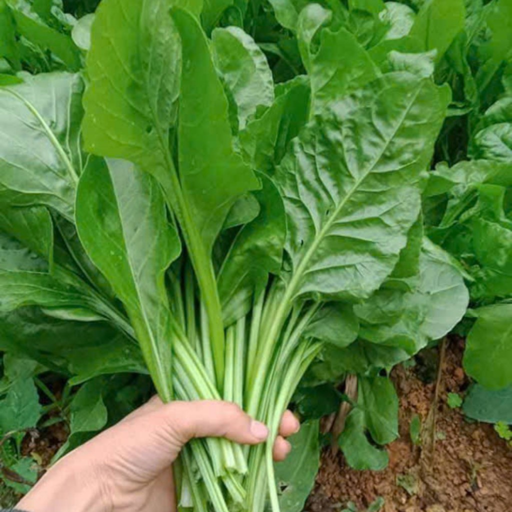 Hạt giống rau cải bó xôi (Spinach) là giống rau ăn lá trồng quanh năm 100 hạt Hàng CTY