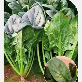 Hạt giống rau cải bó xôi (Spinach) là giống rau ăn lá trồng quanh năm 100 hạt Hàng CTY