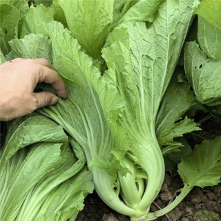 Hạt Giống Cải Đông Dư (Cải Bẹ Dưa) – Giống Truyền Thống Ngon Nổi Tiếng, Tỷ Lệ Nảy Mầm Cao Hàng CTY