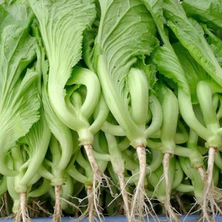 Hạt Giống Cải Đông Dư (Cải Bẹ Dưa) – Giống Truyền Thống Ngon Nổi Tiếng, Tỷ Lệ Nảy Mầm Cao Hàng CTY