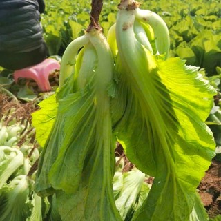 Hạt Giống Cải Đông Dư (Cải Bẹ Dưa) – Giống Truyền Thống Ngon Nổi Tiếng, Tỷ Lệ Nảy Mầm Cao Hàng CTY