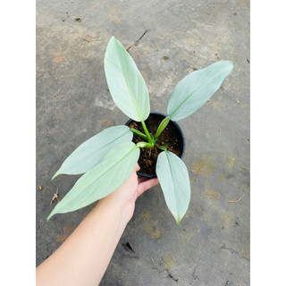 Chậu Trầu bà kiếm bạc - Philodendron Hastatum