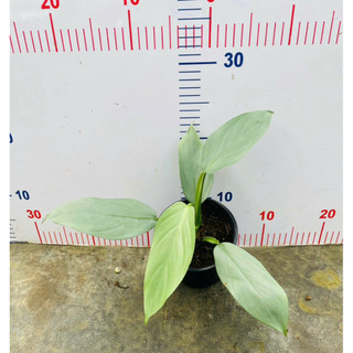Chậu Trầu bà kiếm bạc - Philodendron Hastatum