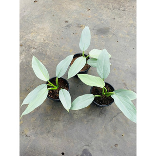 Chậu Trầu bà kiếm bạc - Philodendron Hastatum