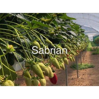 Combo 10  cấy mô dâu Mỹ Saribian ( chuẩn giống)