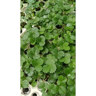Combo 10  cấy mô dâu Mỹ Saribian ( chuẩn giống)