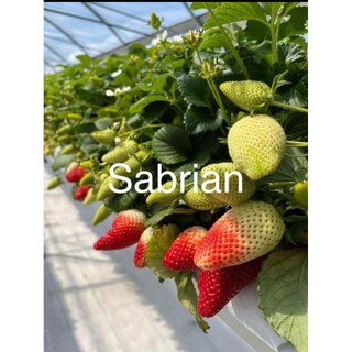 Combo 10  cấy mô dâu Mỹ Saribian ( chuẩn giống)