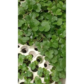 Combo 10  cấy mô dâu Mỹ Saribian ( chuẩn giống)