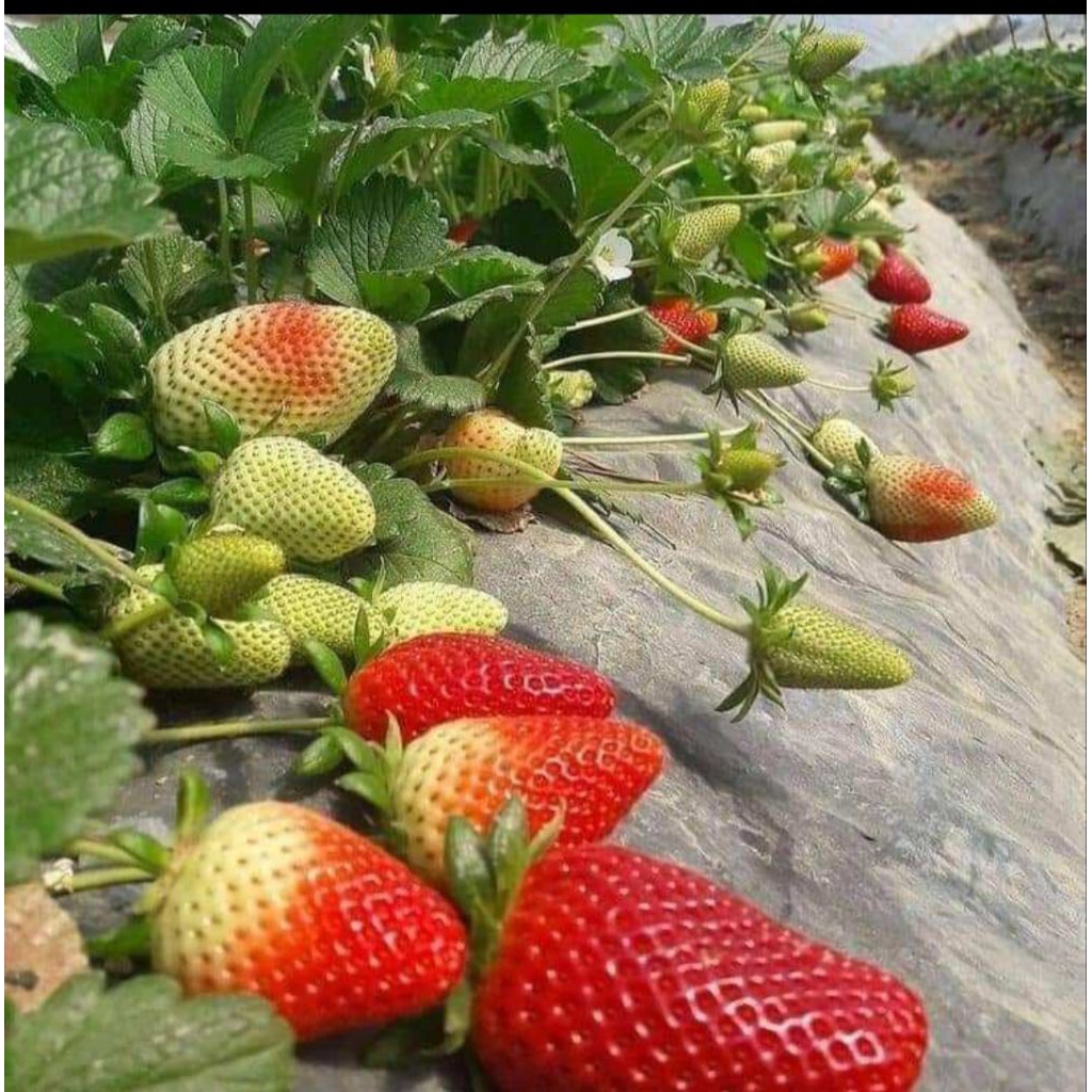 Combo 10  cấy mô dâu Mỹ Saribian ( chuẩn giống)