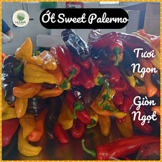 [Theo Mùa Vụ] Ớt Trái Cây Sweet Palermo Đà Lạt, Ớt Ngọt Trái Dài, Ăn Sống Được, Giòn Ngọt Nhẹ, 1kg