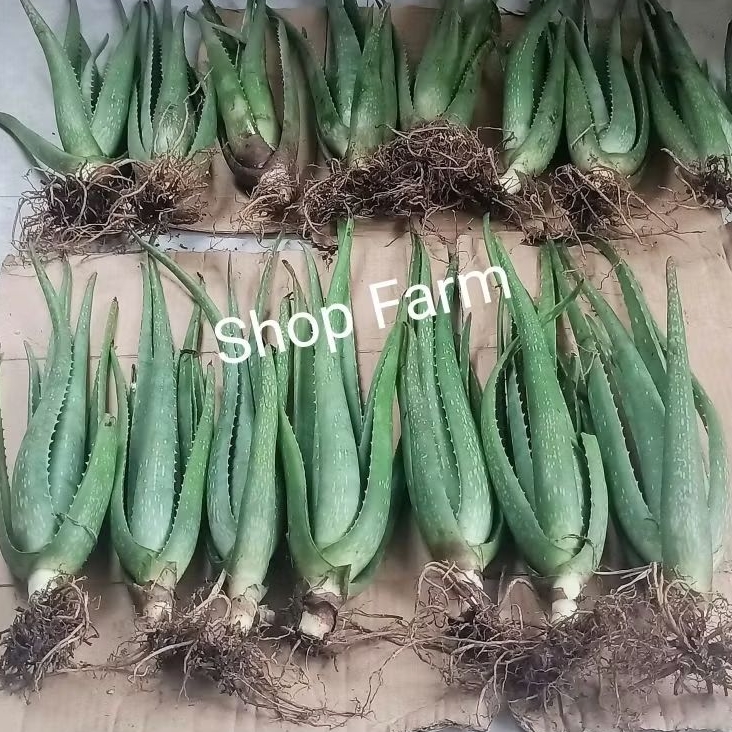 5 Cây nha đam giống mỹ, cao Từ 30 Đến 40 cm
