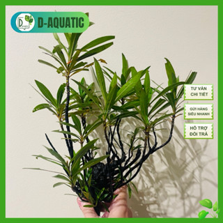 Cây Mị Nương - homonoia riparia trồng thuỷ sinh bán cạn, biotop siêu đẹp, cây khoẻ không cần co2