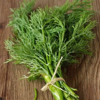 Hạt Giống Thì Là – Dễ Trồng, Lá Xanh Mướt, Hương Thơm Đặc Trưng