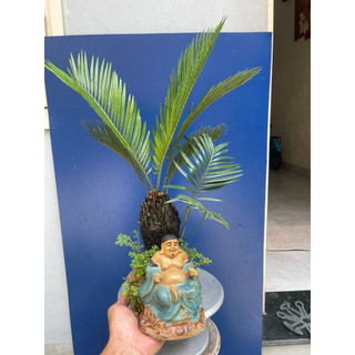 cây vạn tuế bonsai mini