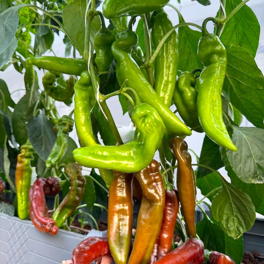 Hạt Giống Ớt Palermo – Trái Dài Ngọt, Giòn Mọng, Tỷ Lệ Nảy Mầm Cao - Hàng CTY