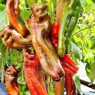 Hạt Giống Ớt Palermo – Trái Dài Ngọt, Giòn Mọng, Tỷ Lệ Nảy Mầm Cao - Hàng CTY
