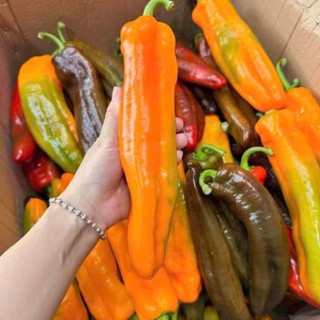 Hạt Giống Ớt Palermo – Trái Dài Ngọt, Giòn Mọng, Tỷ Lệ Nảy Mầm Cao - Hàng CTY