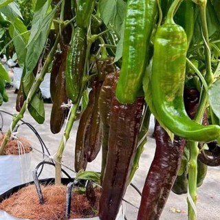 Hạt Giống Ớt Palermo – Trái Dài Ngọt, Giòn Mọng, Tỷ Lệ Nảy Mầm Cao - Hàng CTY