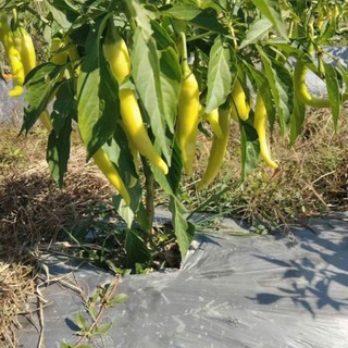 Hạt Giống Ớt Sừng – Ớt Huế Cay Nồng, Trái Đẹp, Tỷ Lệ Nảy Mầm Cao Hàng CTY