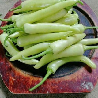 Hạt Giống Ớt Sừng – Ớt Huế Cay Nồng, Trái Đẹp, Tỷ Lệ Nảy Mầm Cao Hàng CTY