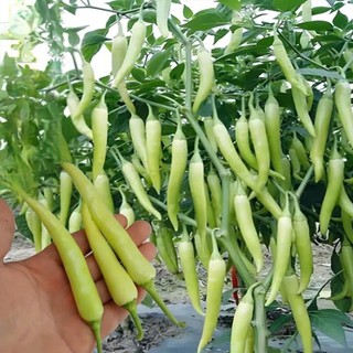 Hạt Giống Ớt Sừng – Ớt Huế Cay Nồng, Trái Đẹp, Tỷ Lệ Nảy Mầm Cao Hàng CTY