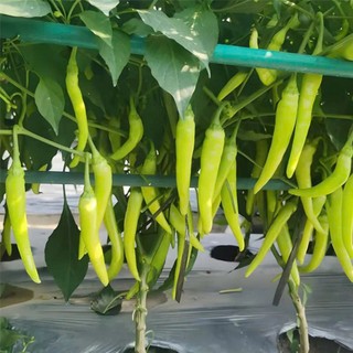 Hạt Giống Ớt Sừng – Ớt Huế Cay Nồng, Trái Đẹp, Tỷ Lệ Nảy Mầm Cao Hàng CTY