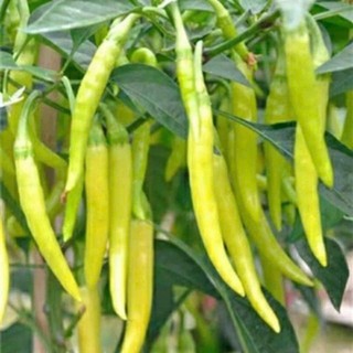Hạt Giống Ớt Sừng – Ớt Huế Cay Nồng, Trái Đẹp, Tỷ Lệ Nảy Mầm Cao Hàng CTY