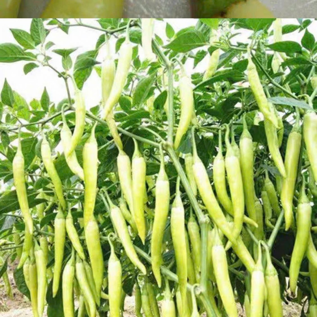 Hạt Giống Ớt Sừng – Ớt Huế Cay Nồng, Trái Đẹp, Tỷ Lệ Nảy Mầm Cao Hàng CTY