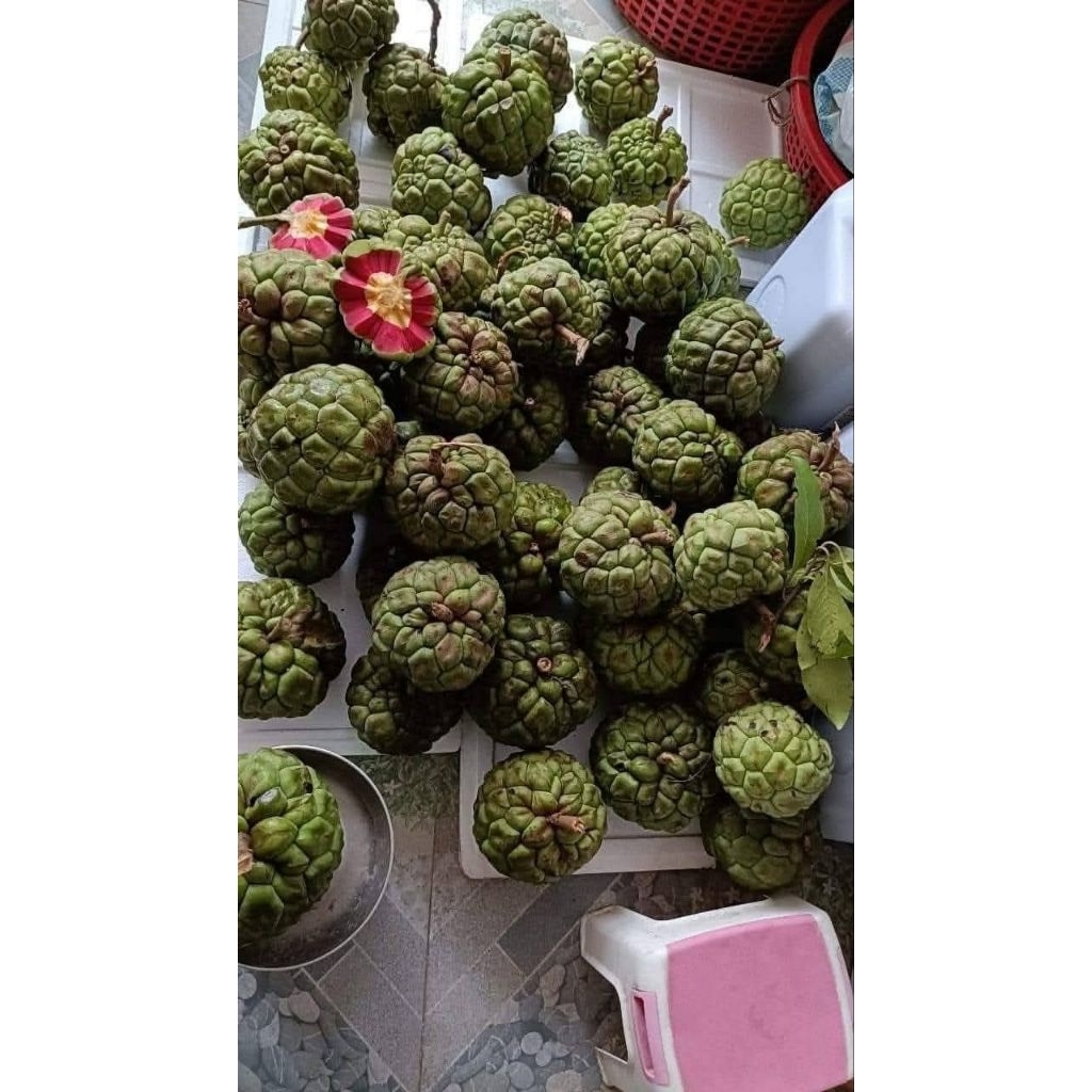 Na rừng Tây Bắc