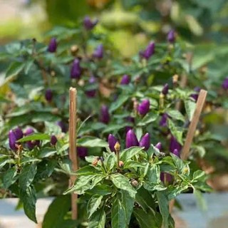 Hạt Giống Ớt Chỉ Thiên Quả Tím – Màu Sắc Độc Lạ, Cay Nồng, Tỷ Lệ Nảy Mầm Cao Hàng CTY