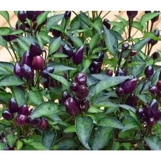 Hạt Giống Ớt Chỉ Thiên Quả Tím – Màu Sắc Độc Lạ, Cay Nồng, Tỷ Lệ Nảy Mầm Cao Hàng CTY