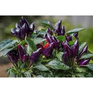 Hạt Giống Ớt Chỉ Thiên Quả Tím – Màu Sắc Độc Lạ, Cay Nồng, Tỷ Lệ Nảy Mầm Cao Hàng CTY