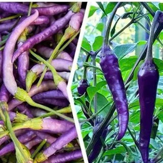 Hạt Giống Ớt Chỉ Thiên Quả Tím – Màu Sắc Độc Lạ, Cay Nồng, Tỷ Lệ Nảy Mầm Cao Hàng CTY
