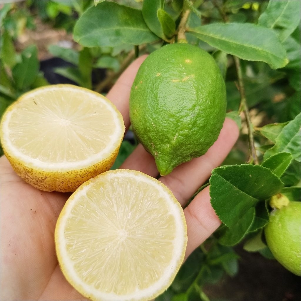 chanh Úc ( chanh nước hoa) trồng sẵn chậu đang trái