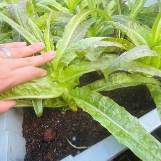 300h Hạt Giống Diếp Thơm – Rau Ăn Lá Thơm Ngon, Giòn Ngọt, Tỷ Lệ Nảy Mầm Cao Hàng CTY