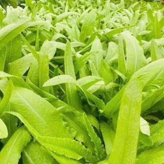 300h Hạt Giống Diếp Thơm – Rau Ăn Lá Thơm Ngon, Giòn Ngọt, Tỷ Lệ Nảy Mầm Cao Hàng CTY