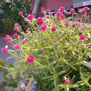 200 HẠT GIỐNG HOA CÚC BÁCH NHẬT ĐỎ – HOA TRÒN XINH, NỞ LÂU, DỄ TRỒNG ❤️🌼