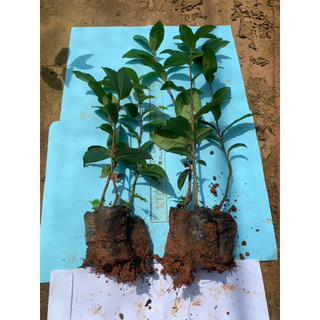 combo 5 cây chè xanh ươm hạt (trà xanh ươm từ hạt)(100% ảnh thật cây cao 30-40cm cây rất khoẻ)