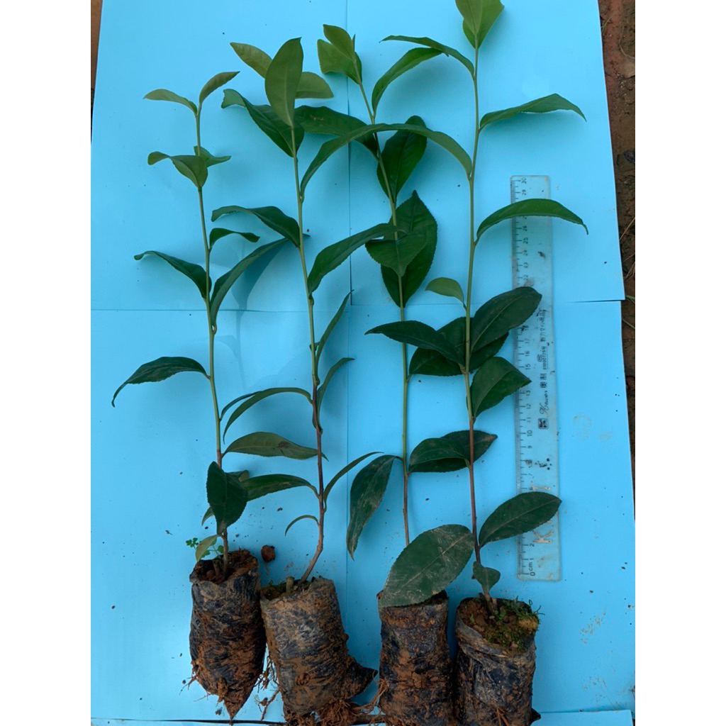 combo 5 cây chè xanh ươm hạt (trà xanh ươm từ hạt)(100% ảnh thật cây cao 30-40cm cây rất khoẻ)