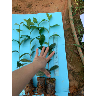 combo 5 cây chè xanh ươm hạt (trà xanh ươm từ hạt)(100% ảnh thật cây cao 30-40cm cây rất khoẻ)