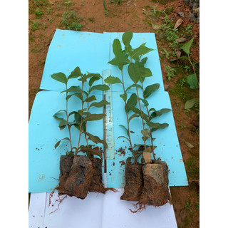 combo 5 cây chè xanh ươm hạt (trà xanh ươm từ hạt)(100% ảnh thật cây cao 30-40cm cây rất khoẻ)