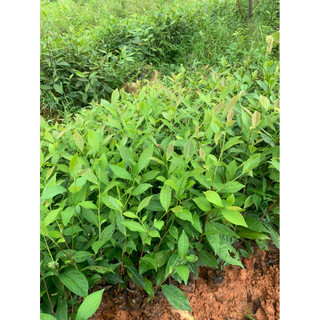 combo 5 cây chè xanh ươm hạt (trà xanh ươm từ hạt)(100% ảnh thật cây cao 30-40cm cây rất khoẻ)