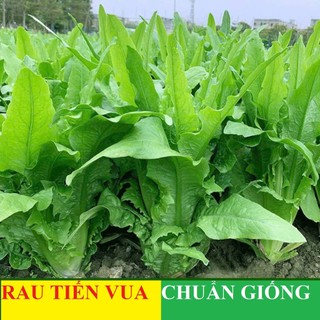 HẠT GIỐNG RAU TIẾN VUA xanh,RAU TIẾN VUA tím  – RAU ĐẶC SẢN GIÒN NGỌT, THANH MÁT Hàng CTY