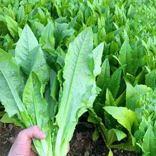HẠT GIỐNG RAU TIẾN VUA xanh,RAU TIẾN VUA tím  – RAU ĐẶC SẢN GIÒN NGỌT, THANH MÁT Hàng CTY