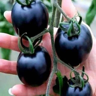 100 Hạt Giống Cà Chua Đen – Màu Sắc Lạ Mắt, Ngọt Thanh, Giàu Dinh Dưỡng, Dễ Trồng Hàng CTY